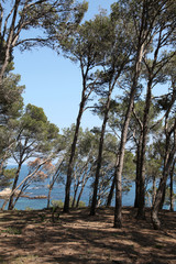 Fototapeta premium pinos