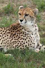 Cheetah Portrait