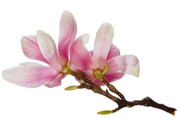 Stickers pour porte Magnolia Fleurs de magnolia