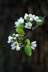 Kirschblueten am Ast