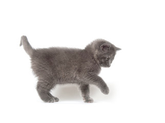 cute gray kitten sitting and playing on white background