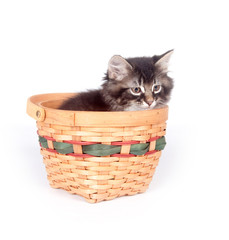 Fototapeta na wymiar Cute kitten sitting in a basket