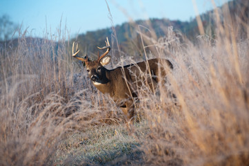 Whitetail buck standing in meadow in the fall