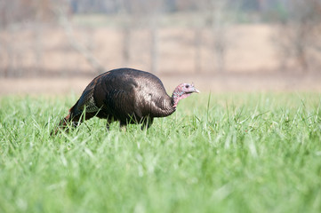 Wild turkey