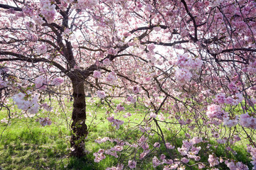 Obraz na płótnie Canvas Cherry tree in full bloom