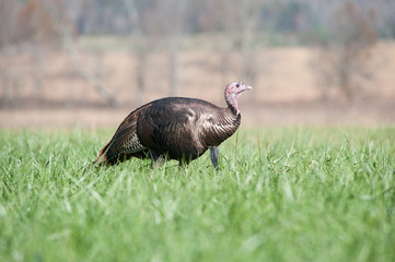 Wild turkey