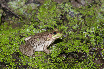Bullfrog on a pond