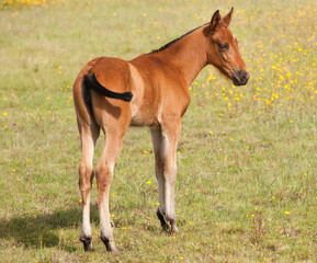 Fototapeta premium Nice colt in the field