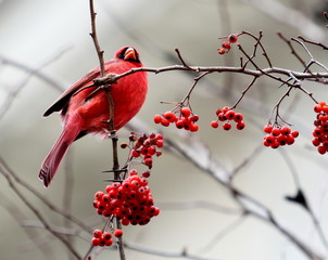 Red Cardinal on branch with berries