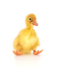 duckling