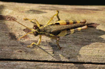 grasshopper in the parks
