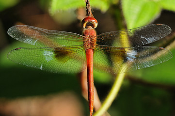 red dragonfly in the parks