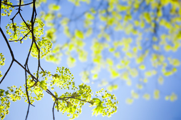 young spring  leaves against the sky