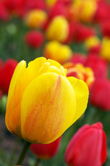 Colorful tulips