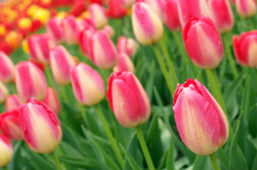 Fototapeta premium Pink tulips