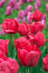 Colorful tulips