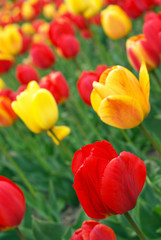 Fototapeta premium Red and yellow tulips