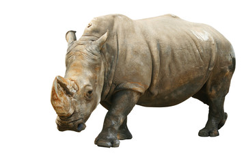 Rhinoceros. Isolated on white, with clipping path.