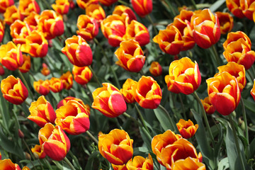 Tulips in amsterdam.
