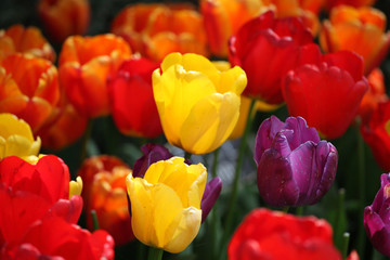 Tulips in amsterdam