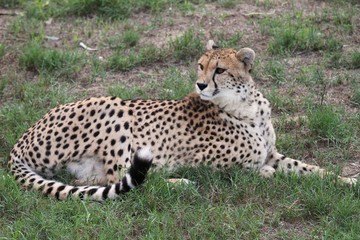 Cheetah Wild Cat