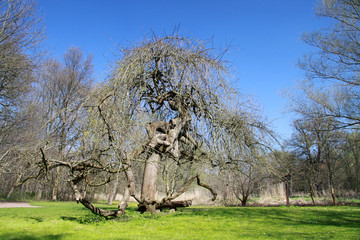 Hänge-Esche