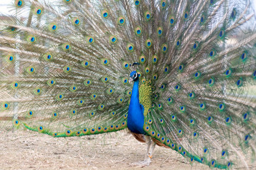 Obraz premium Beautiful spread of a peacock.