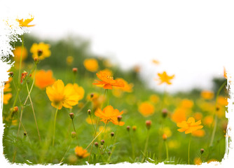 Obraz premium Forest of orange flowers isolated on white