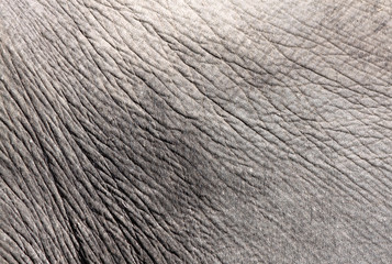 Elefantenhaut