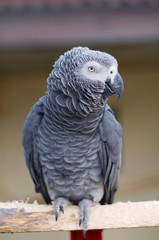 Psittacus erithacus. African Grey Parrot