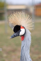 Crowned Crane