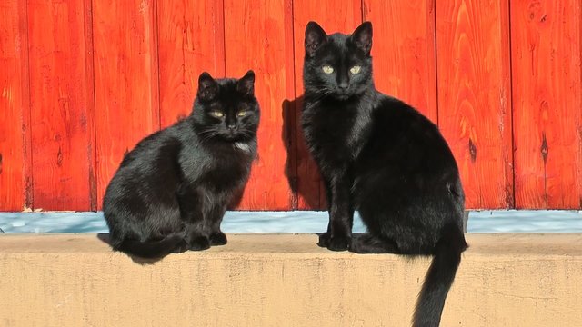 black cats are watching tennis game