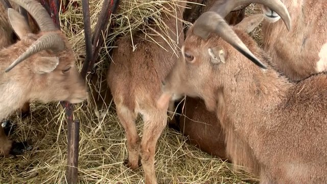 eating goat