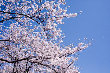 CHERRY BLOSSOM