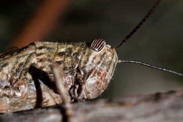 grasshopper