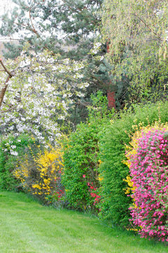 haie de jardin