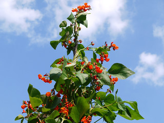 Feuerbohne. Phaseolus coccineus.