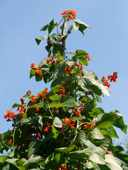 Feuerbohne. Phaseolus coccineus.