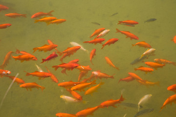 Goldfish shoal in transparent water of a lake