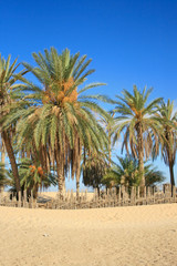 Naklejka na ściany i meble Desert oasis with palm tree