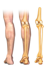 Pie con tibia y peroné más articulación