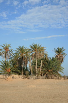 Desert oasis with palm tree