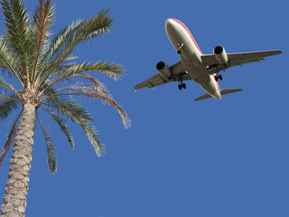 Fototapeta premium Palm tree and airplane