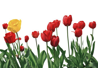 Obraz premium tulip flowers