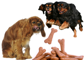 cavalier king charles gourmands devant des friandises