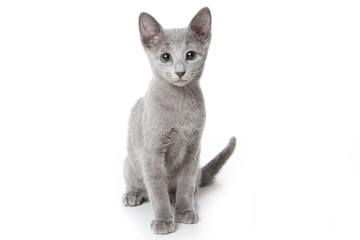 Russian blue kitten on white background