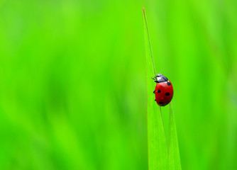 ladybug