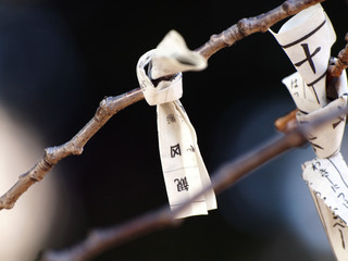 Obraz premium 桜の枝に結ばれた凶のおみくじ