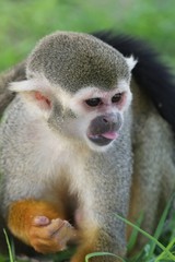 Squirel Monkey Eating