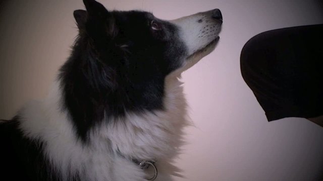 chien qui baille et regarde son ma&icirc;tre